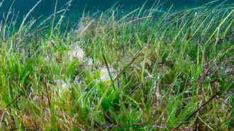 Abu Dhabi To Host Seagrass Workshop In 2026
