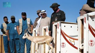 80 Endangered Species Released In Saudi Arabia