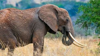 الطحالب السامة مرتبطة بوفاة الفيلة