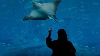 أبوظبي تفوز باستضافة مؤتمر أحواض السمك 2030