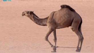 The Majestic Camel In Arabian Heritage