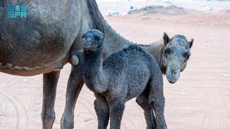 Cultural Importance Of Camel Names In Arabia
