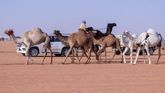 ألوان الجمل وأهميتها الثقافية