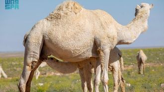 أهمية الإبل في التراث السعودي