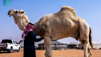 The Role Of Camels In Arabian Civilization