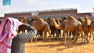 استكشاف الجمال الساحلية في منطقة تهامة