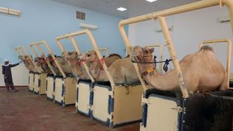 تعزيز صحة الإبل في مركز الإمارات الذكي