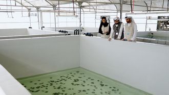 EAD Launches Freshwater Oyster Pearl Project