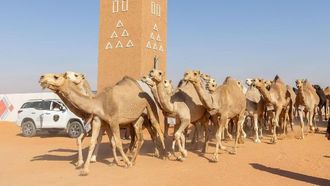 إعلان أسماء الفائزين في مهرجان الملك عبد العزيز للإبل