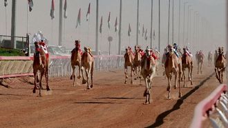 انطلاق مهرجان الإبل ومسابقة اللبسة قريباً