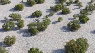 Nabat Uses AI To Restore Abu Dhabi Mangroves