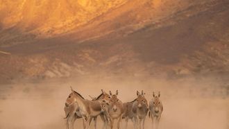 Onager Returns To Saudi Arabia After Century