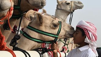 Celebrating Camels In Saudi Heritage