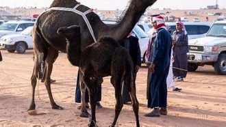 الإبل الصغيرة وأسمائها الثقافية