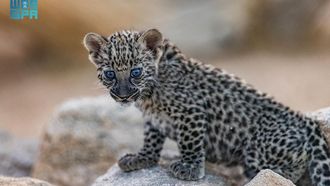 EAZA Accreditation For Arabian Leopard Centre