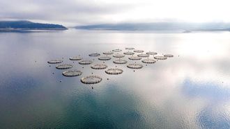 Aseer Fish Production Exceeds 4,000 Tons