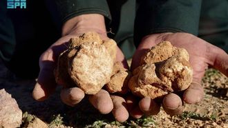 Exploring Truffles In Northern Borders Desert