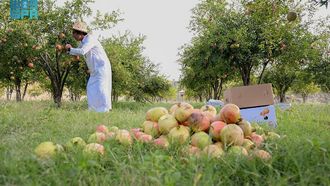 Al-Baha's Annual Pomegranate Production Surpasses 6,600 Tons