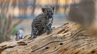 AlUla Marks International Arabian Leopard Day
