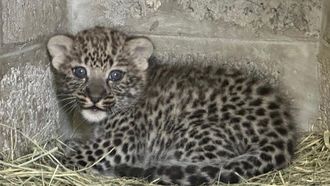 Arabian Leopard Recovery And Conservation Efforts