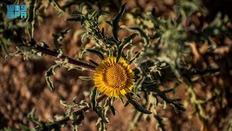 Asteriscus Graveolens: A Fragrant Gem