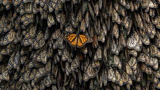 Xposure Conservation Summit On Migration Impact