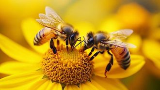 Honeybees' Dance Enhances Foraging Success