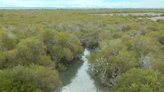 Khor Kalba Mangrove Centre Joins WLI Network