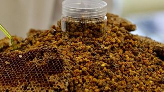 مهرجان كليجات في بريدة يسلط الضوء على فوائد العسل