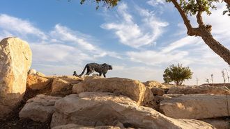 Davide Rivalta Sculptures Installed In Riyadh