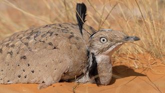 Sustainable Hunting And Heritage In Focus