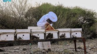 Tihama Area: Ideal For Beekeepers
