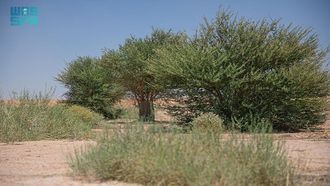Wadi Mira Project Enhances Local Ecosystem