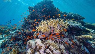 KAUST Coral Initiative Targets 2025 Milestones