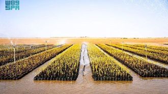 جهود مروج لزراعة أشجار المانجروف