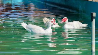 مزارع رفحاء الريفية: وجهة سياحية جديدة