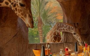 Iftar With Giraffes At Emirates Park Zoo