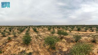 Qassim Plants Over 6 Million Trees For Sustainability