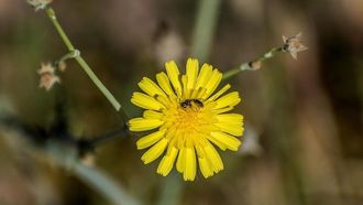 نبات الياضيد يُحسّن المشهد البيئي في الحدود الشمالية