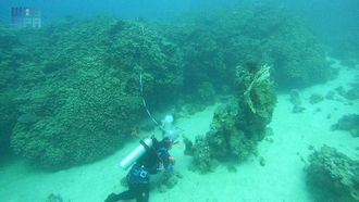 اكتشاف مستعمرة مرجانية عمرها 800 عام