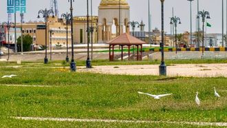 هجرة الطيور في رفحاء: رؤى بيئية