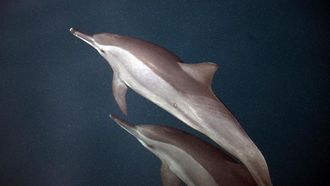 الدلافين تُسعد الزوار في جزر فرسان