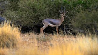 Farasan Islands: Nature's Paradise In Saudi Arabia