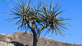 Gabal Elba Dragon Tree Thrives In Al-Baha