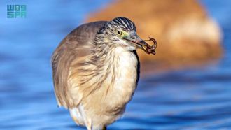 مراقبة البلشون الذهبي في الحدود الشمالية