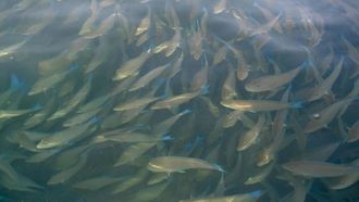Harid Fish Migration At Farasan Islands
