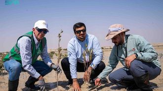 ثلاثة ملايين شجرة مانجروف في الجبيل