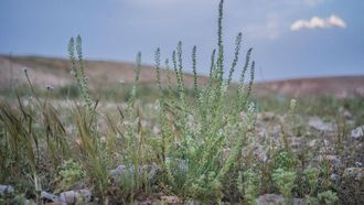 ريسيدا ألبا: عطر الطبيعة في الشمال