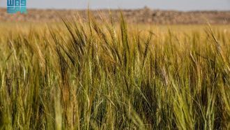 دور نبات السما في بيئة الحدود الشمالية