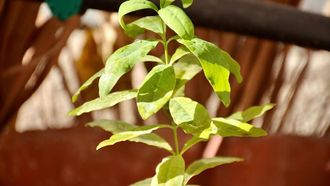 Cultivating Sandalwood And Aloeswood In Najran